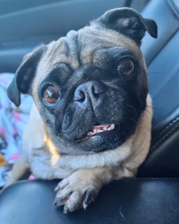 /images/uploads/pug nation rescue of los angeles/pugnation2024/entries/30978thumb.jpg